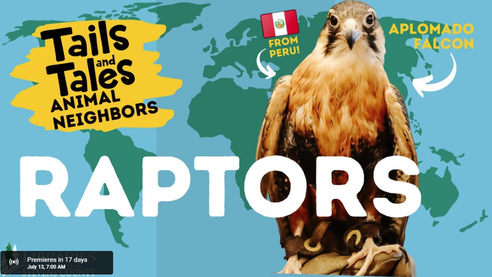 Falcon - Let's Learn about Raptors! with the Kettle River Raptor Center