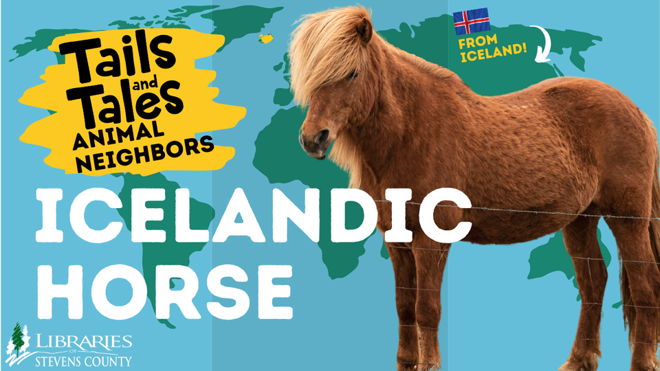 Icelandic Horse - Animal Neighbors with the Libraries of Stevens County